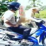 Viral Video Anjing Kendarai Motor ini Bikin yang Liat Melongo