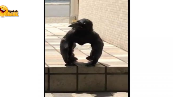 Video Viral Gagak Berpose Seperti Gorila, Ini Penjelasan Ilmuwan