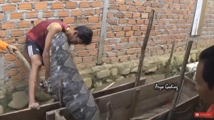 Video Detik-detik Ular Piton 7 Meter Mengamuk, Terkam Pawang setelah Santap Babi Hutan