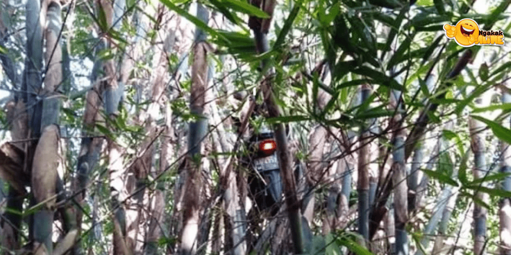 Viral Ojol Dapat Order Mistis, Motornya Nyangkut di Pohon Bambu