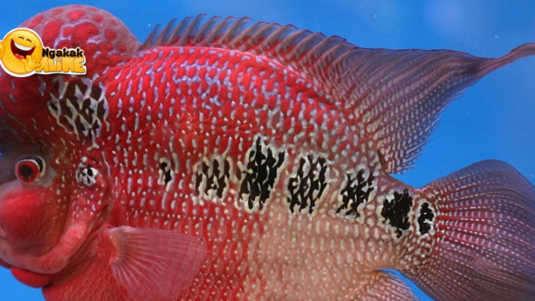 Ikan Lou Han Sejutaan